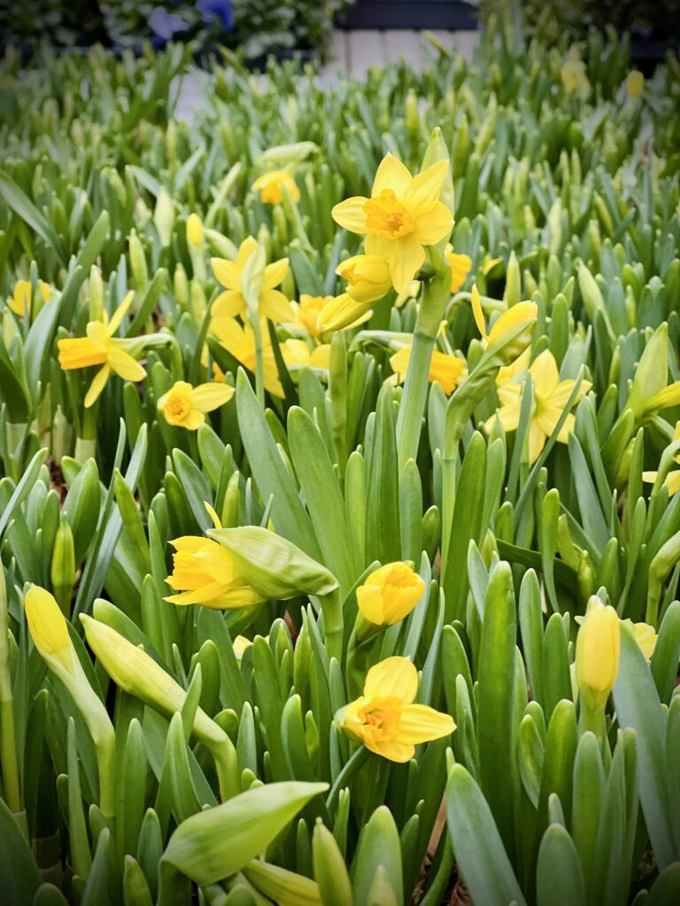 Wiosna w pełnym rozkwicie w Centrum Ogrodniczym Pracuś