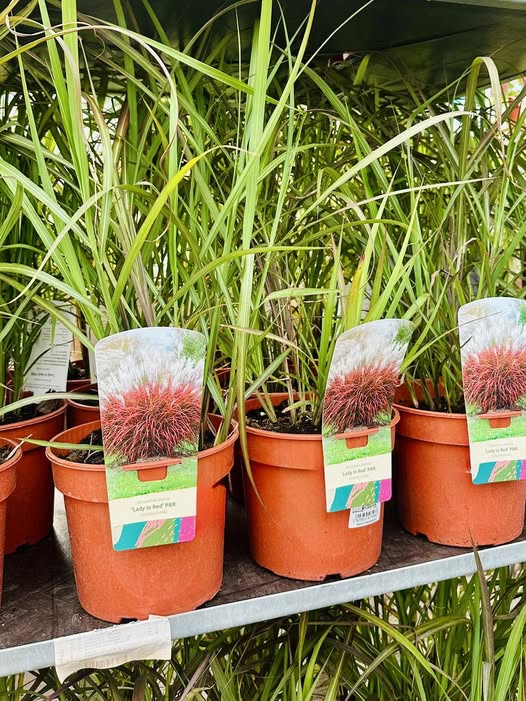 Miskant chiński Lady in Red PBR