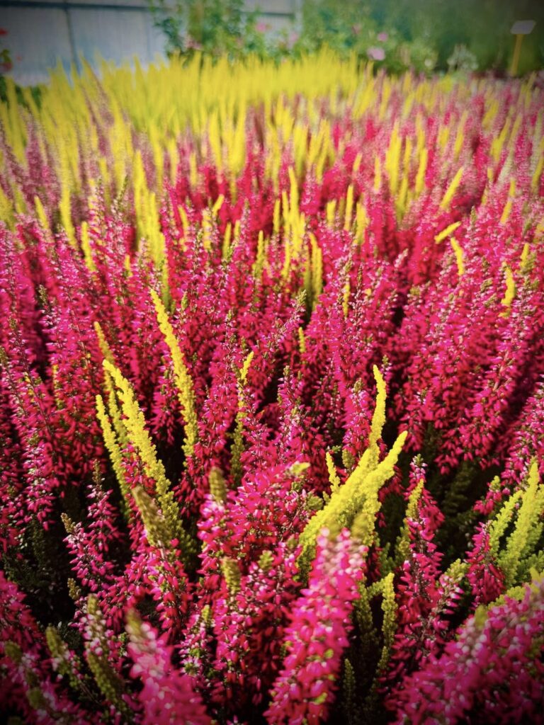 Nadchodząca jesień