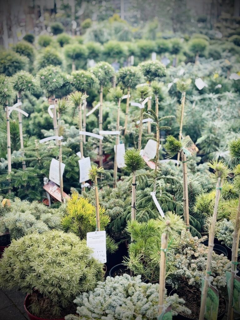 Nasza szkółka coraz bardziej wypełnia się roślinami ogrodowymi